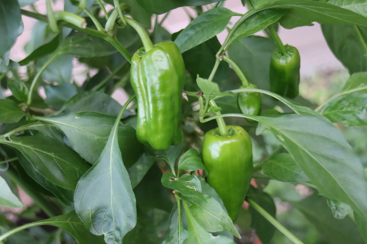 f:id:tomato_1:20201208231131j:plain