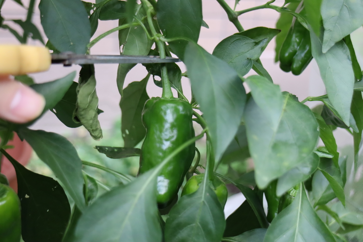 f:id:tomato_1:20201208231139j:plain