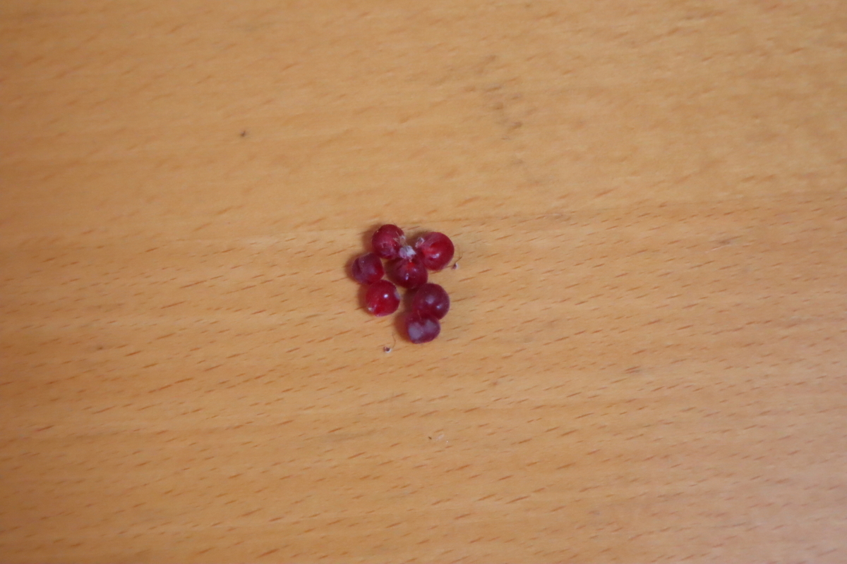 f:id:tomato_1:20201211025626j:plain