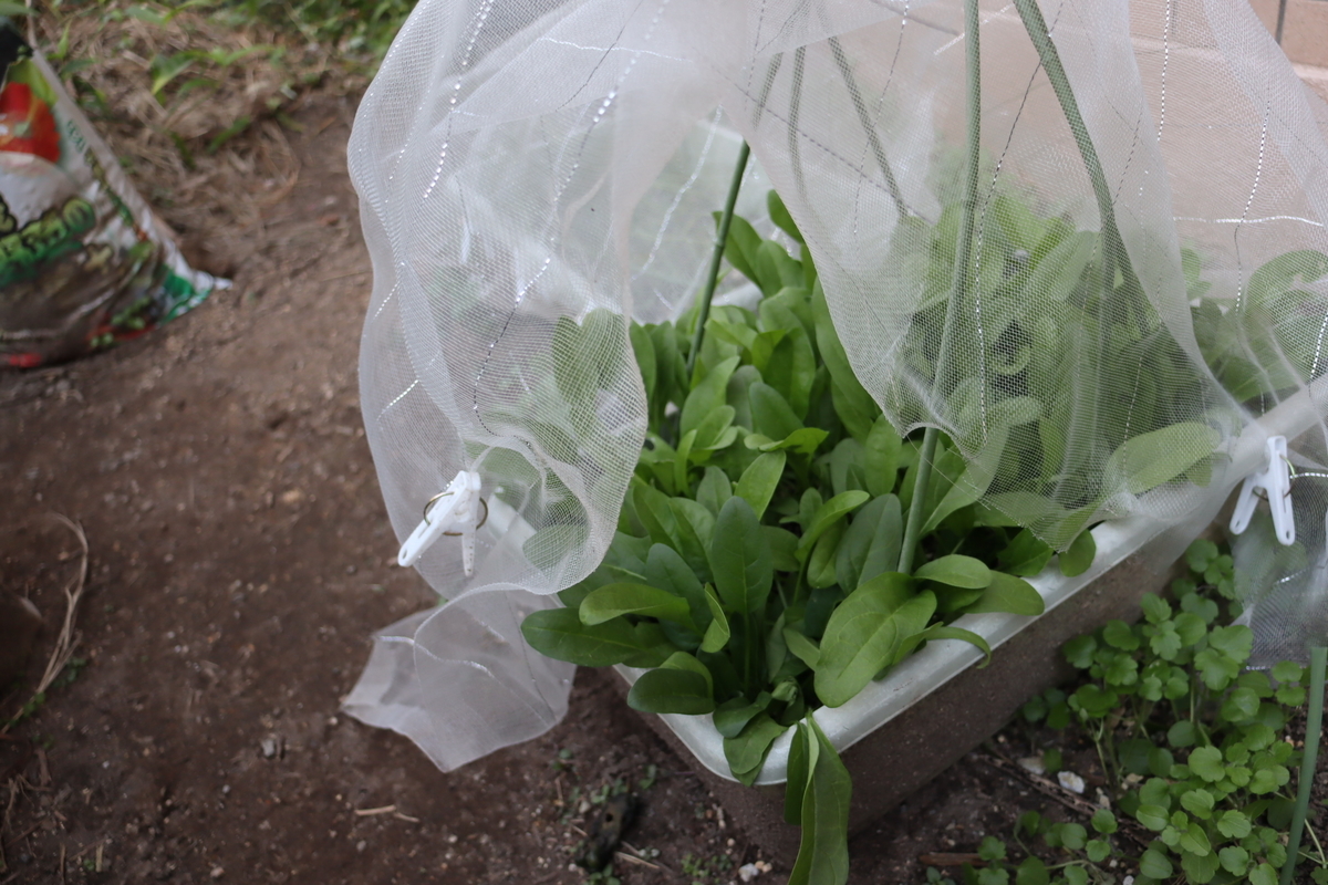 f:id:tomato_1:20201219031020j:plain