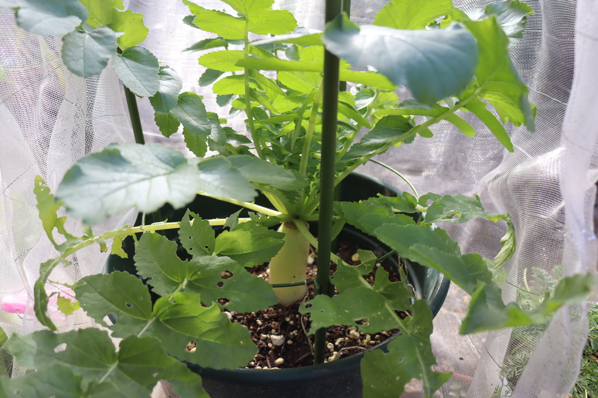 f:id:tomato_1:20201228043713j:plain