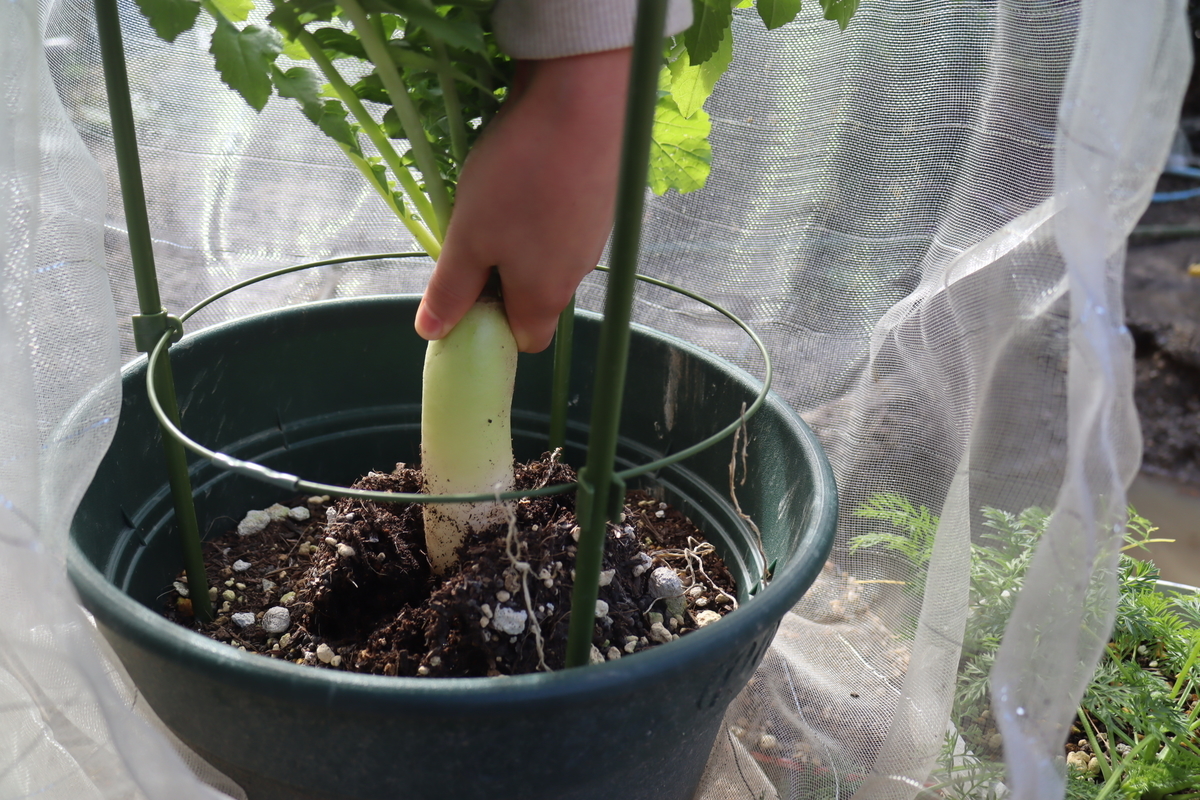 f:id:tomato_1:20201228043952j:plain