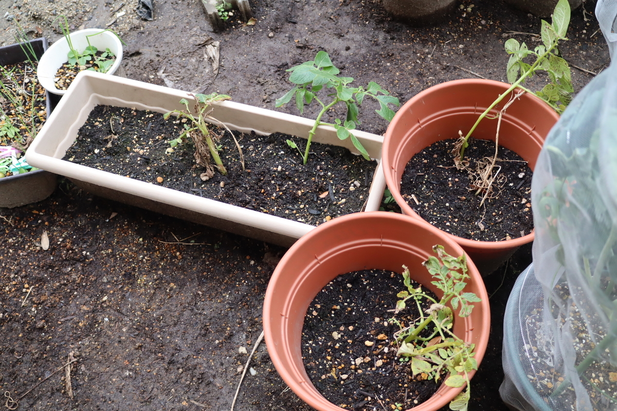 f:id:tomato_1:20201228044709j:plain