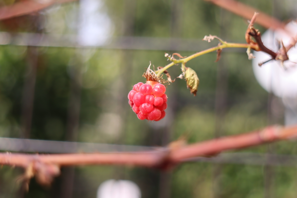 f:id:tomato_1:20201228045829j:plain