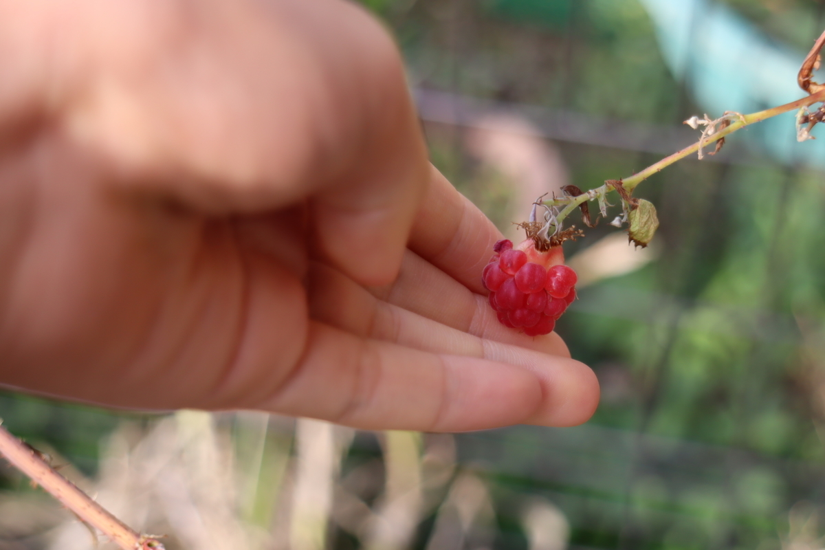 f:id:tomato_1:20201228045837j:plain