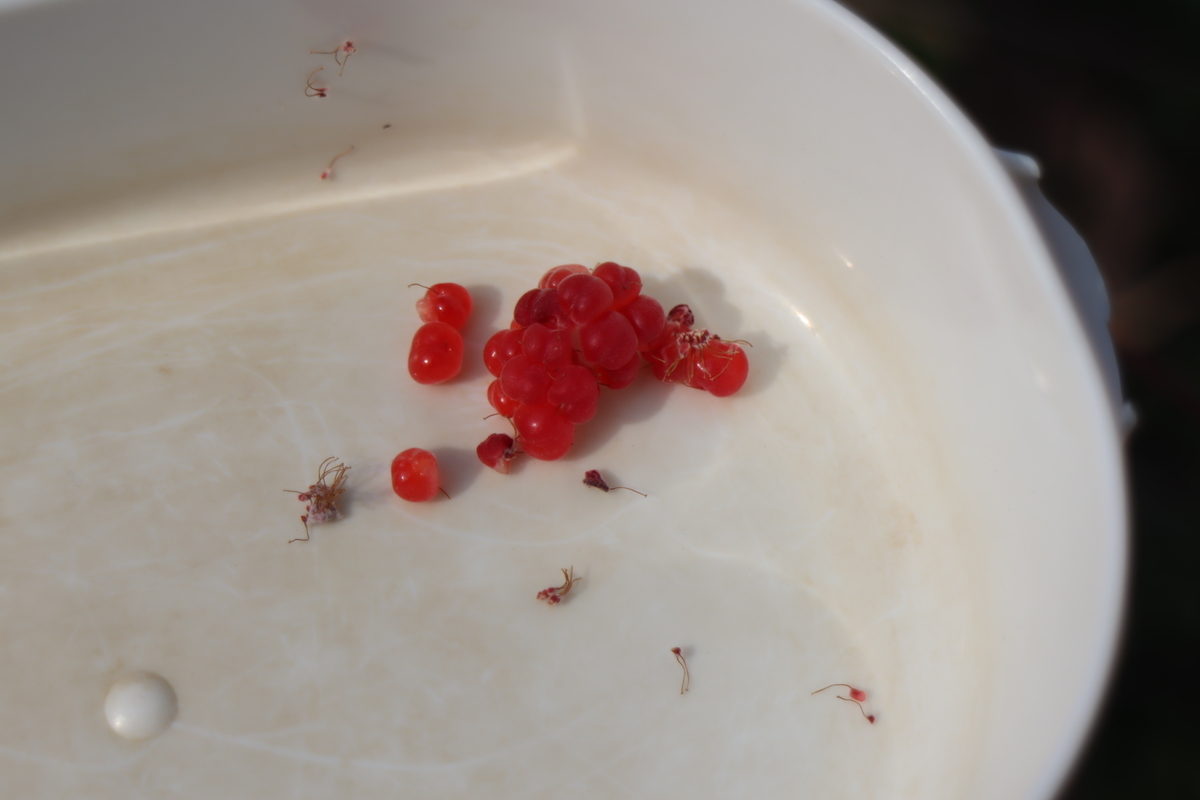 f:id:tomato_1:20201228045847j:plain