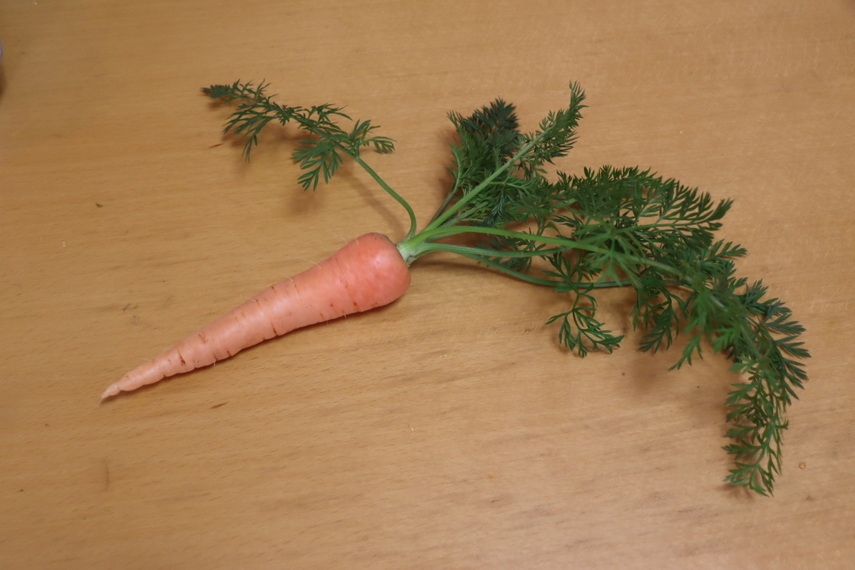 f:id:tomato_1:20201229054915j:plain