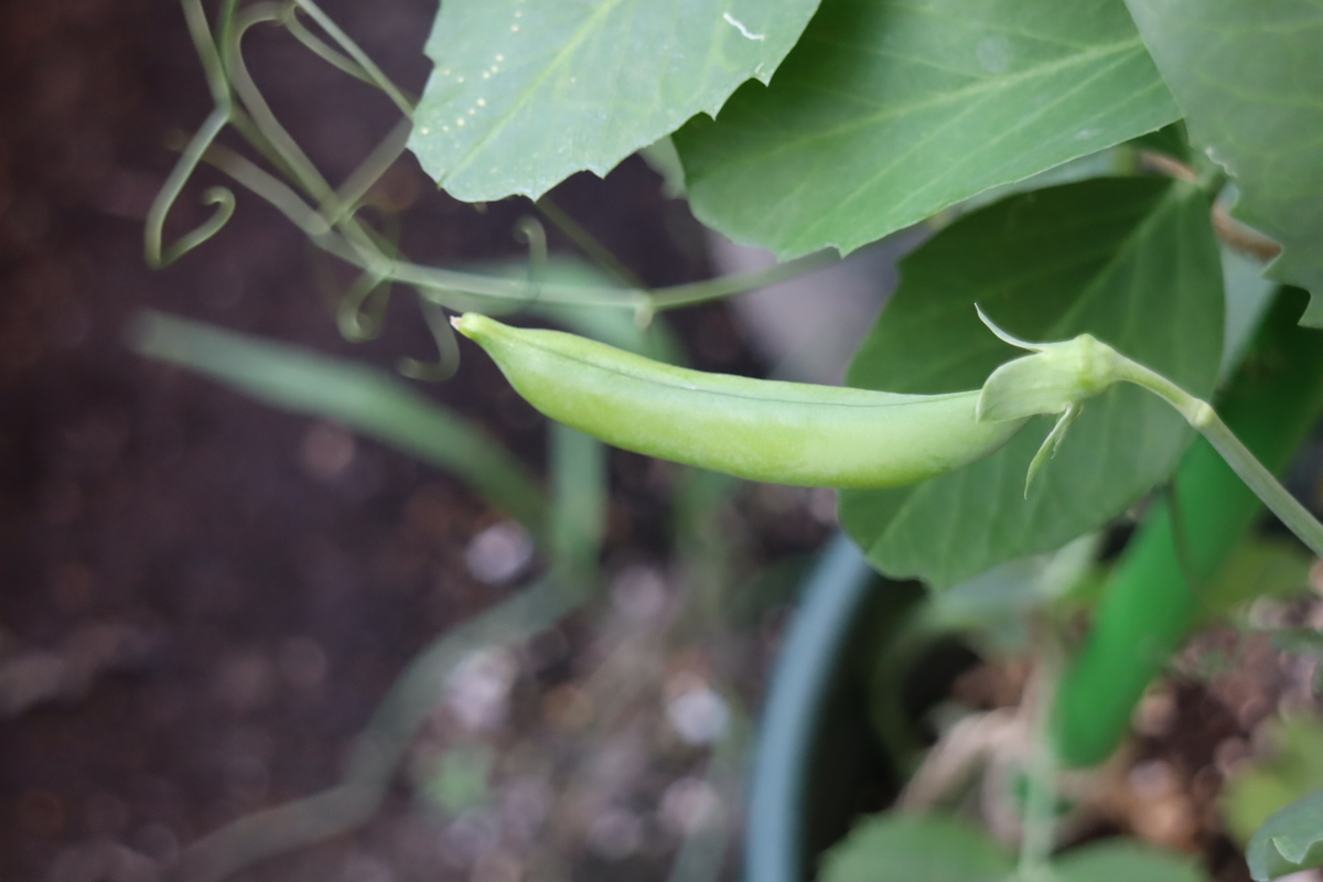 f:id:tomato_1:20201230053210j:plain