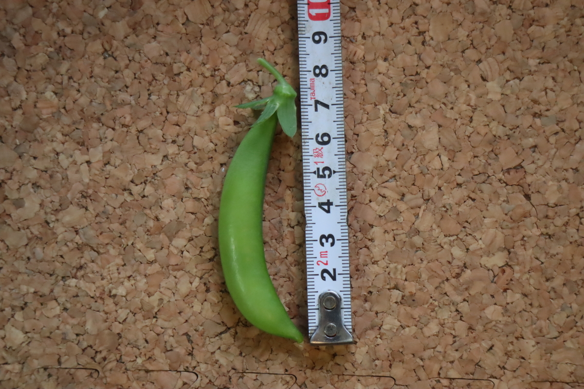 f:id:tomato_1:20201230053240j:plain