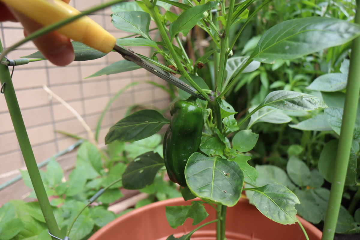 f:id:tomato_1:20201230054951j:plain