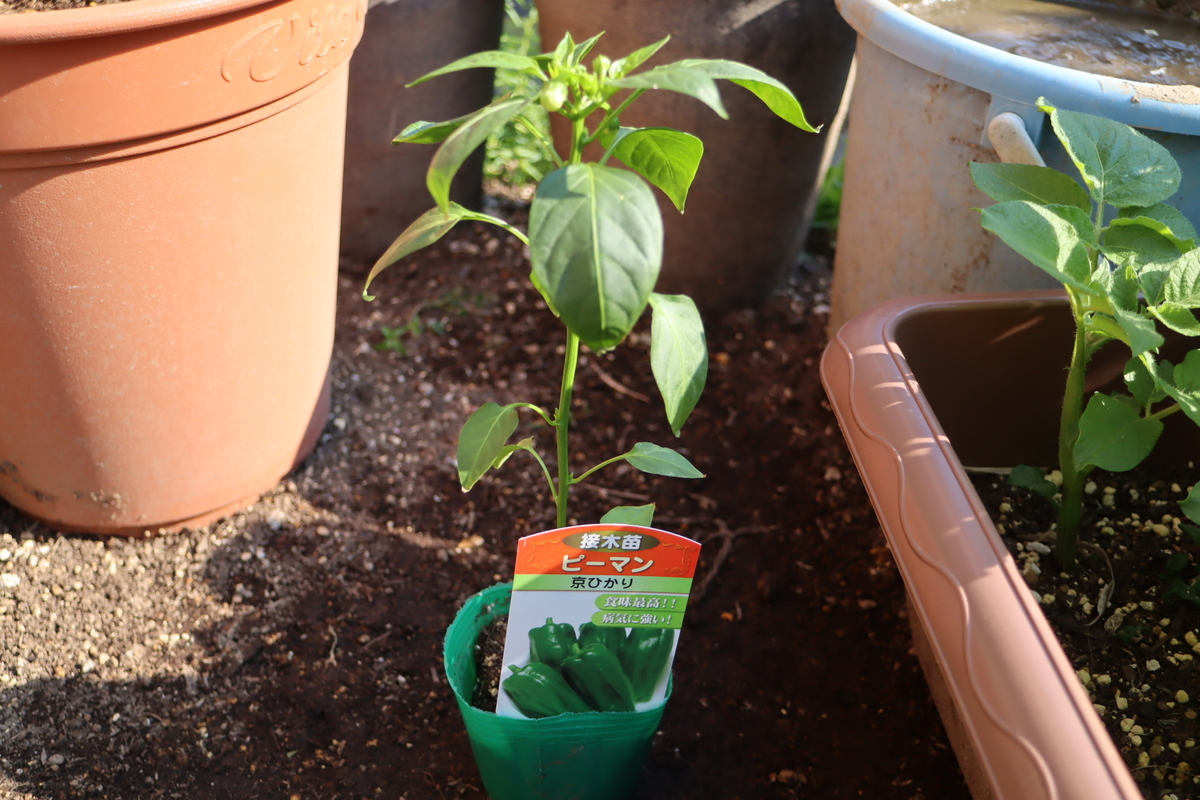 f:id:tomato_1:20201230055244j:plain