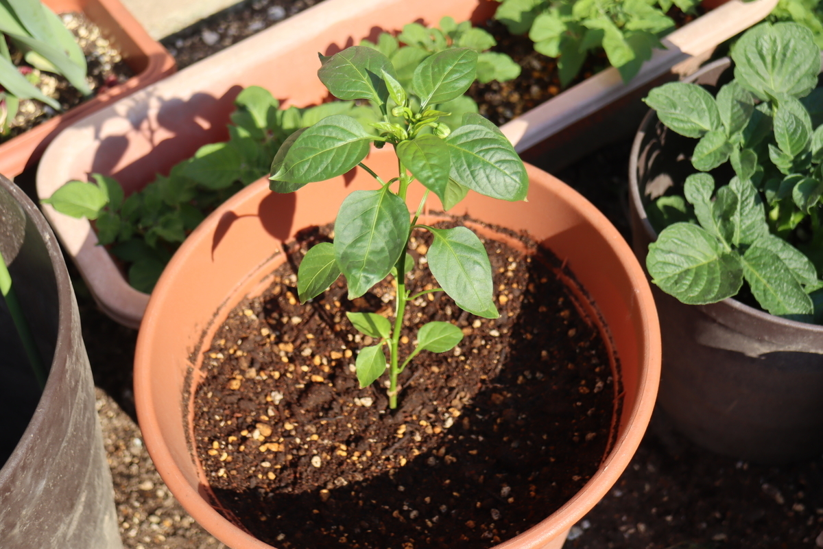 f:id:tomato_1:20201230055307j:plain