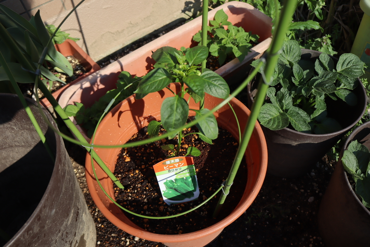 f:id:tomato_1:20201230055322j:plain