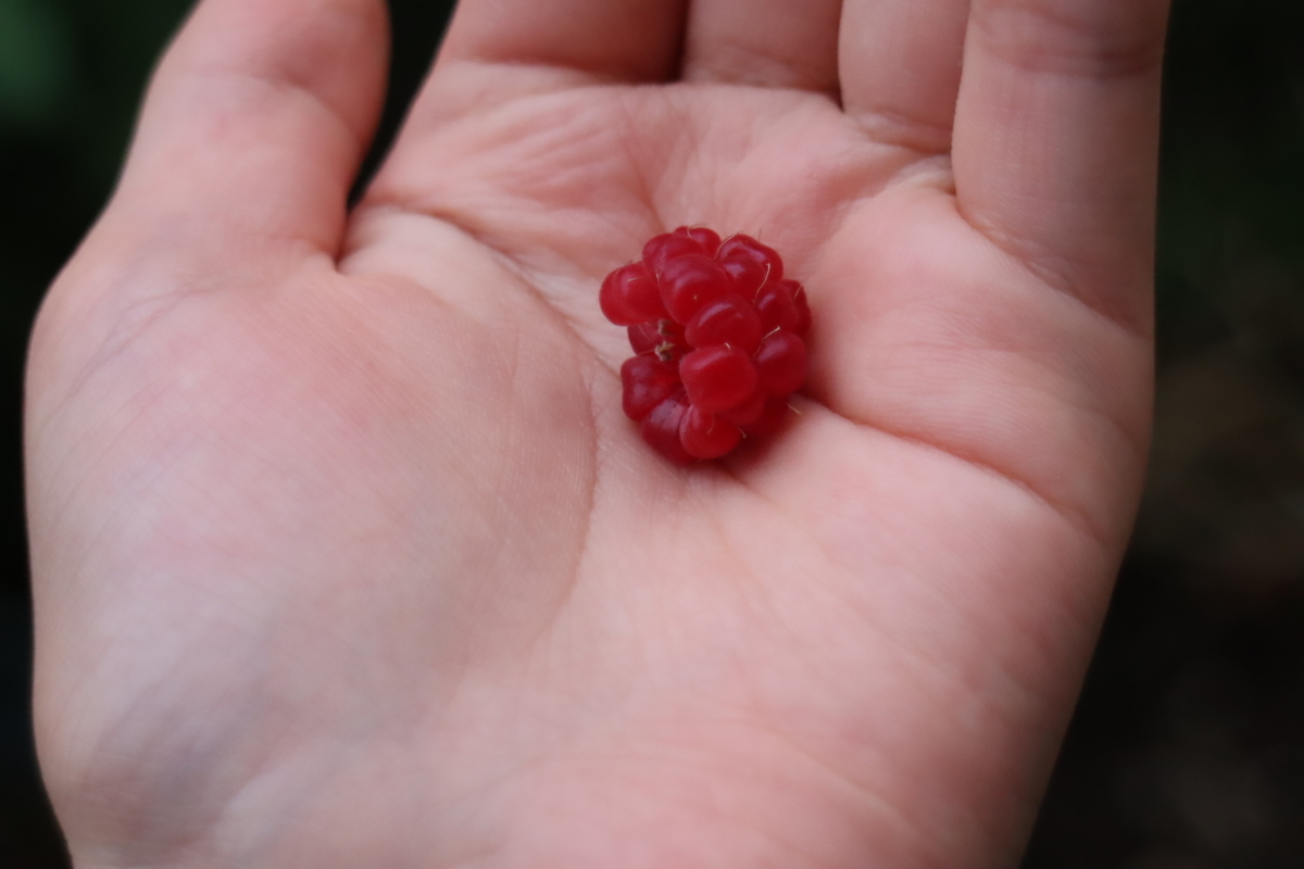 f:id:tomato_1:20201230153131j:plain