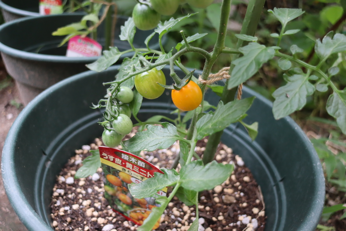 f:id:tomato_1:20201230153554j:plain