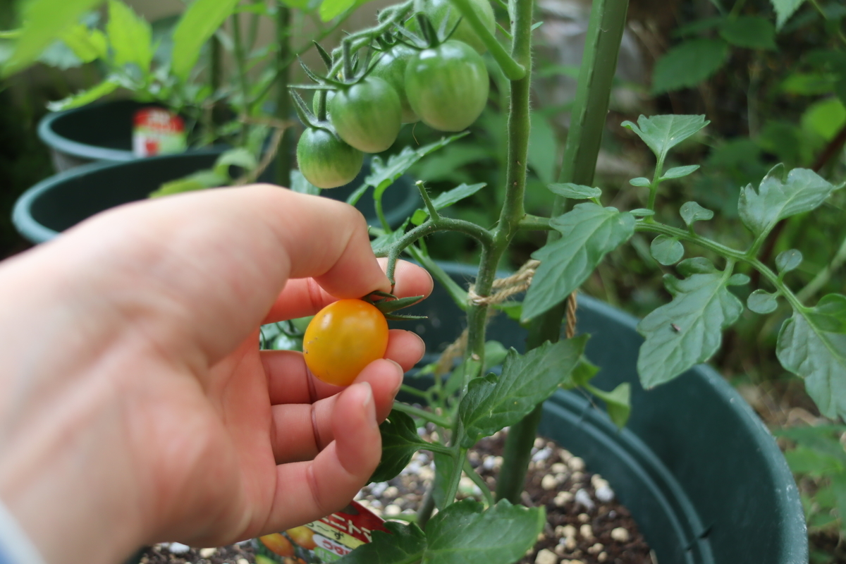 f:id:tomato_1:20201230153606j:plain