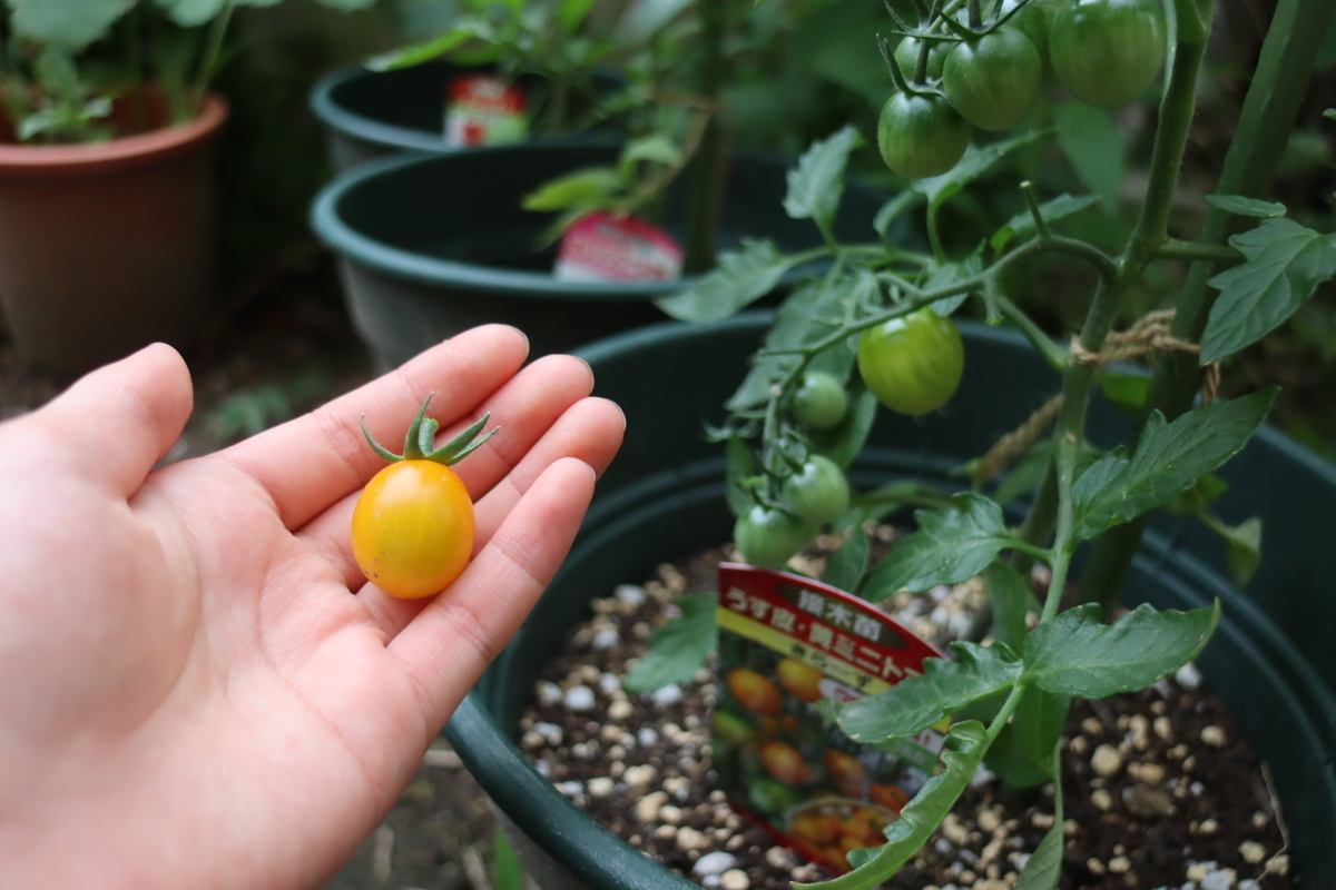 f:id:tomato_1:20201230153619j:plain