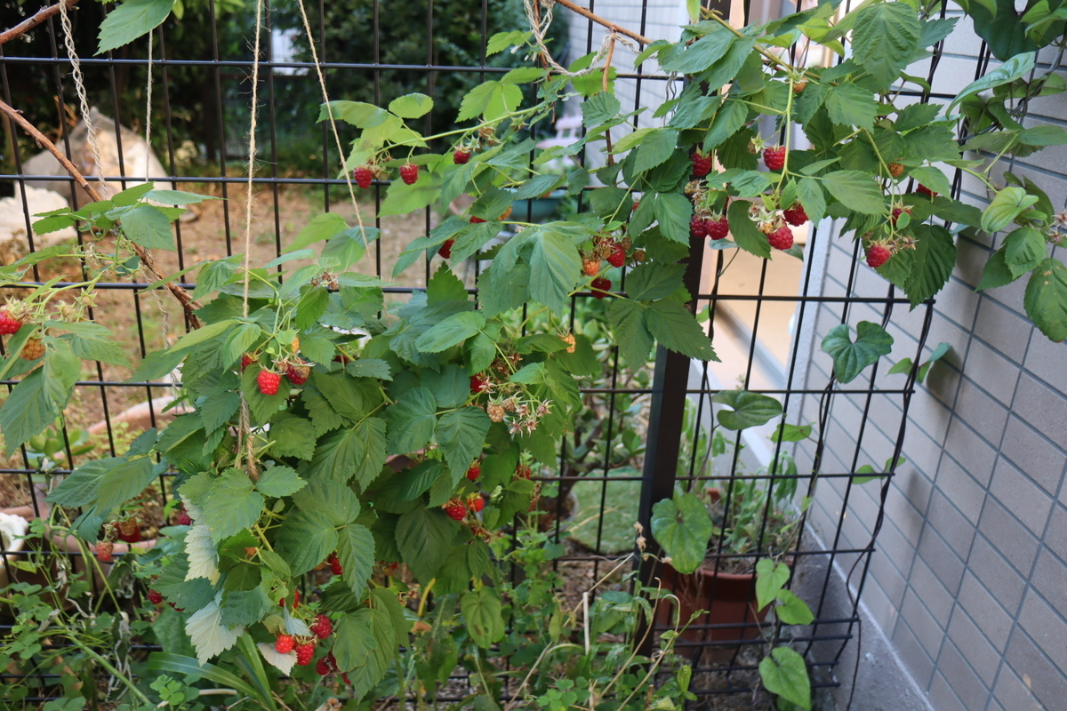 f:id:tomato_1:20201230154522j:plain