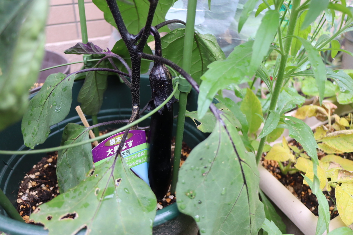 f:id:tomato_1:20201230154947j:plain