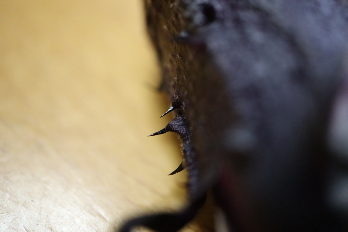 f:id:tomato_1:20201230155115j:plain