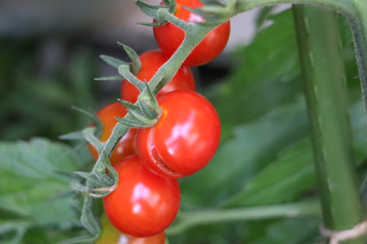 f:id:tomato_1:20201230160131j:plain