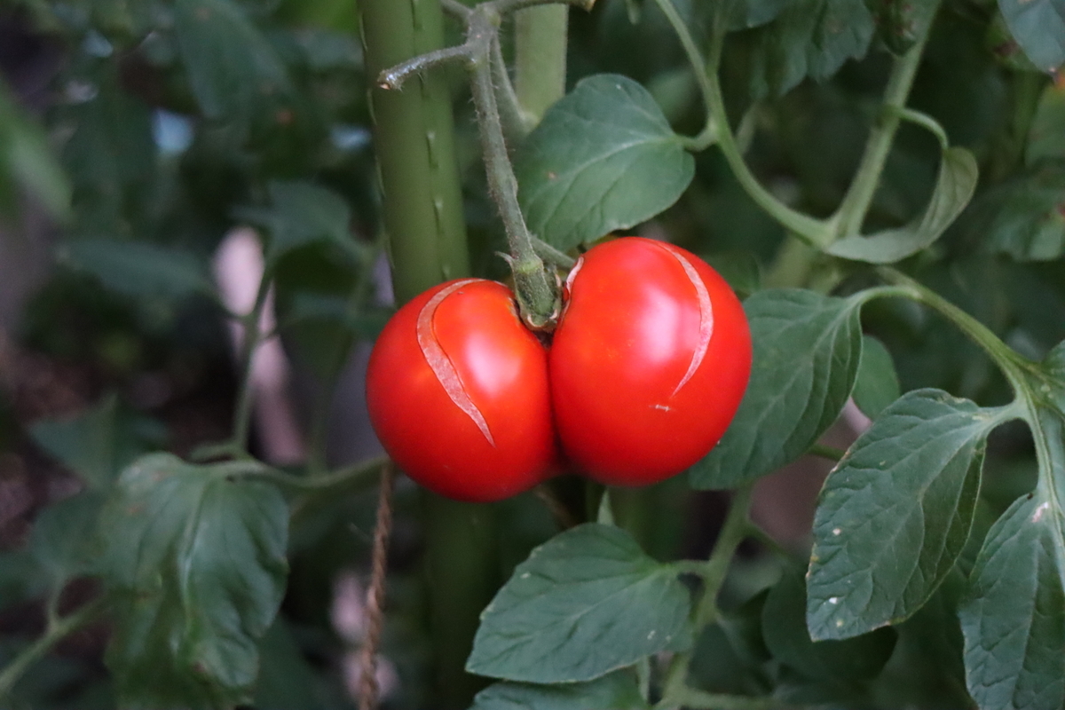 f:id:tomato_1:20201230160421j:plain