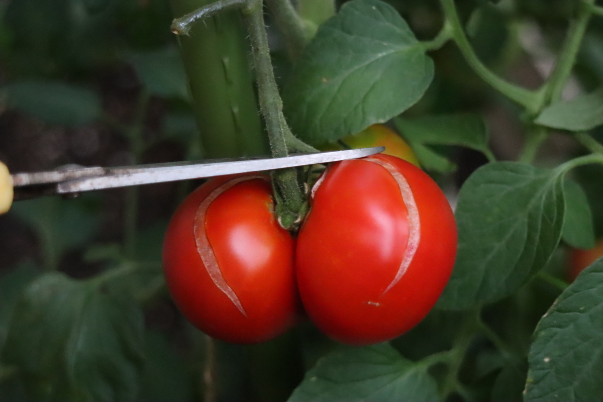 f:id:tomato_1:20201230160433j:plain