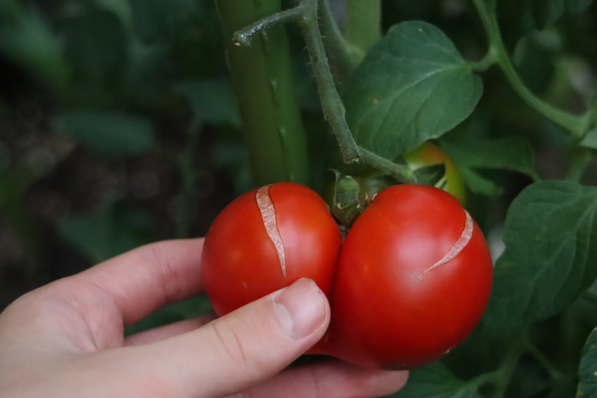 f:id:tomato_1:20201230160505j:plain