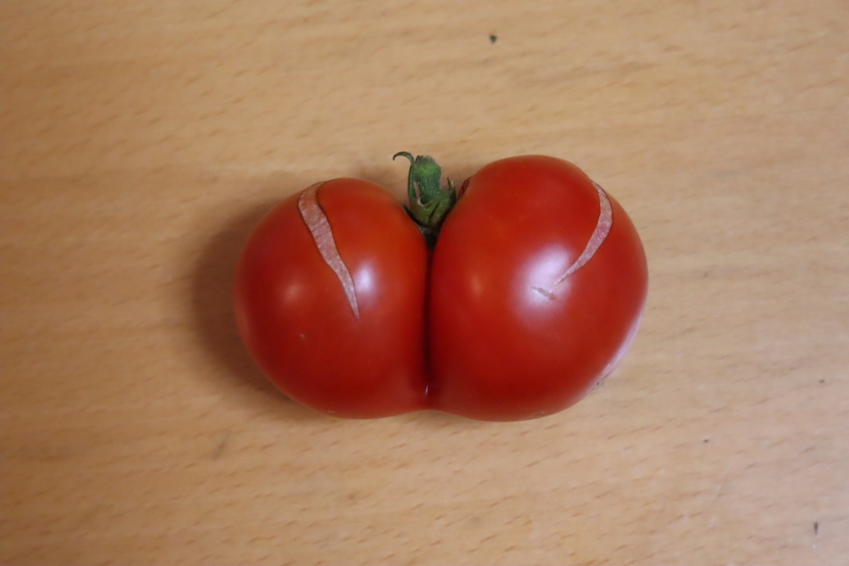 f:id:tomato_1:20201230160527j:plain