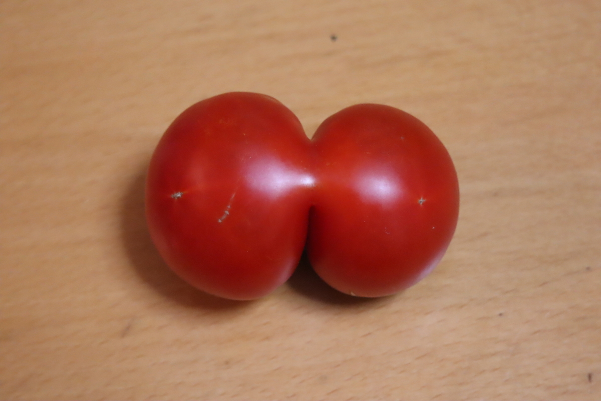 f:id:tomato_1:20201230160538j:plain
