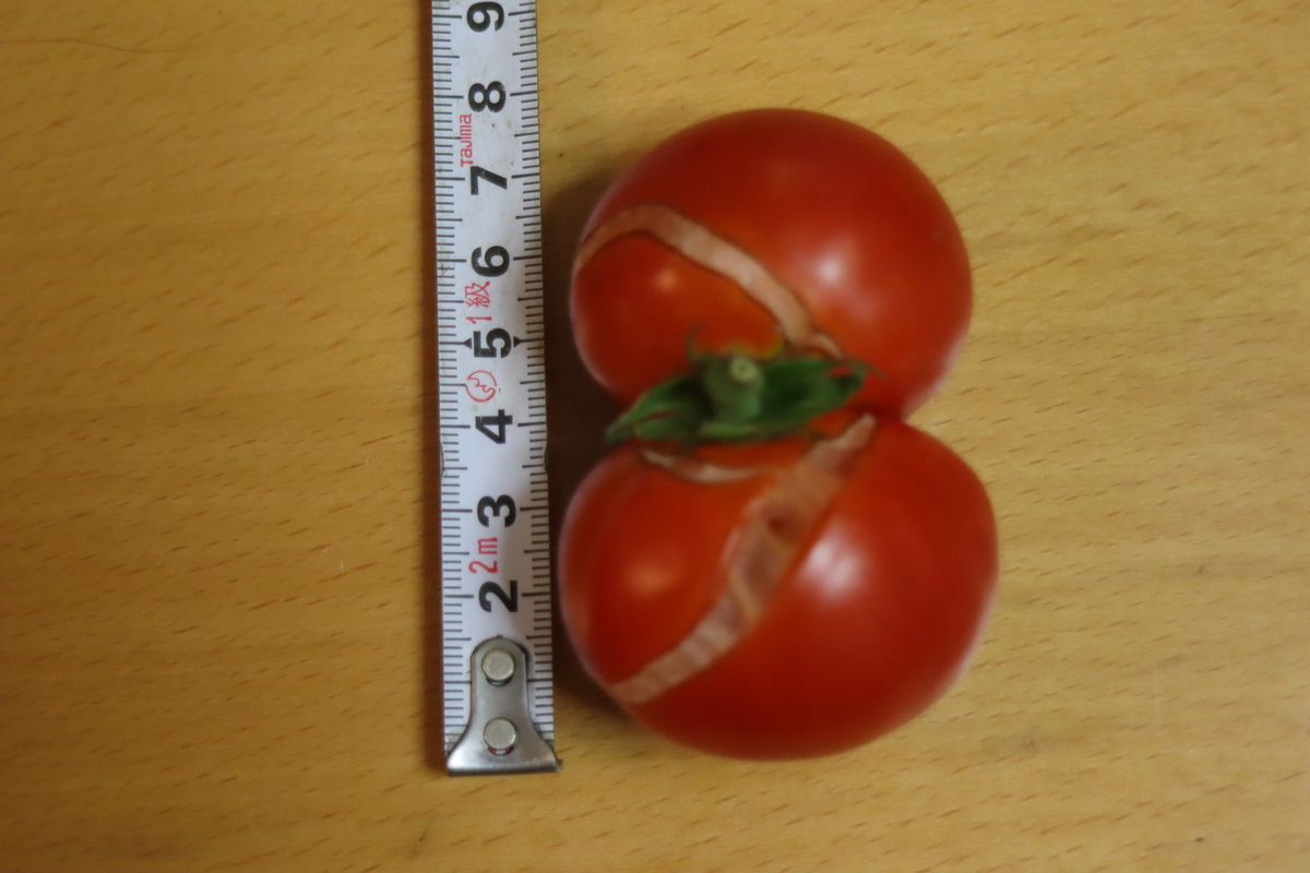 f:id:tomato_1:20201230160549j:plain