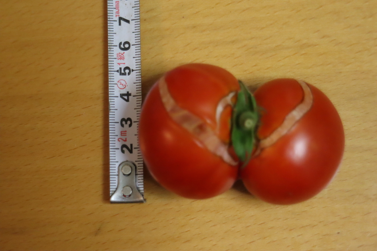 f:id:tomato_1:20201230160559j:plain