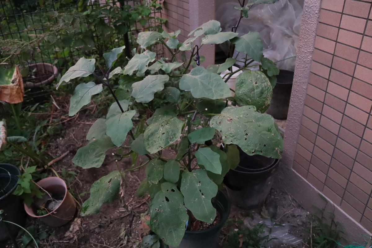 f:id:tomato_1:20201230163530j:plain