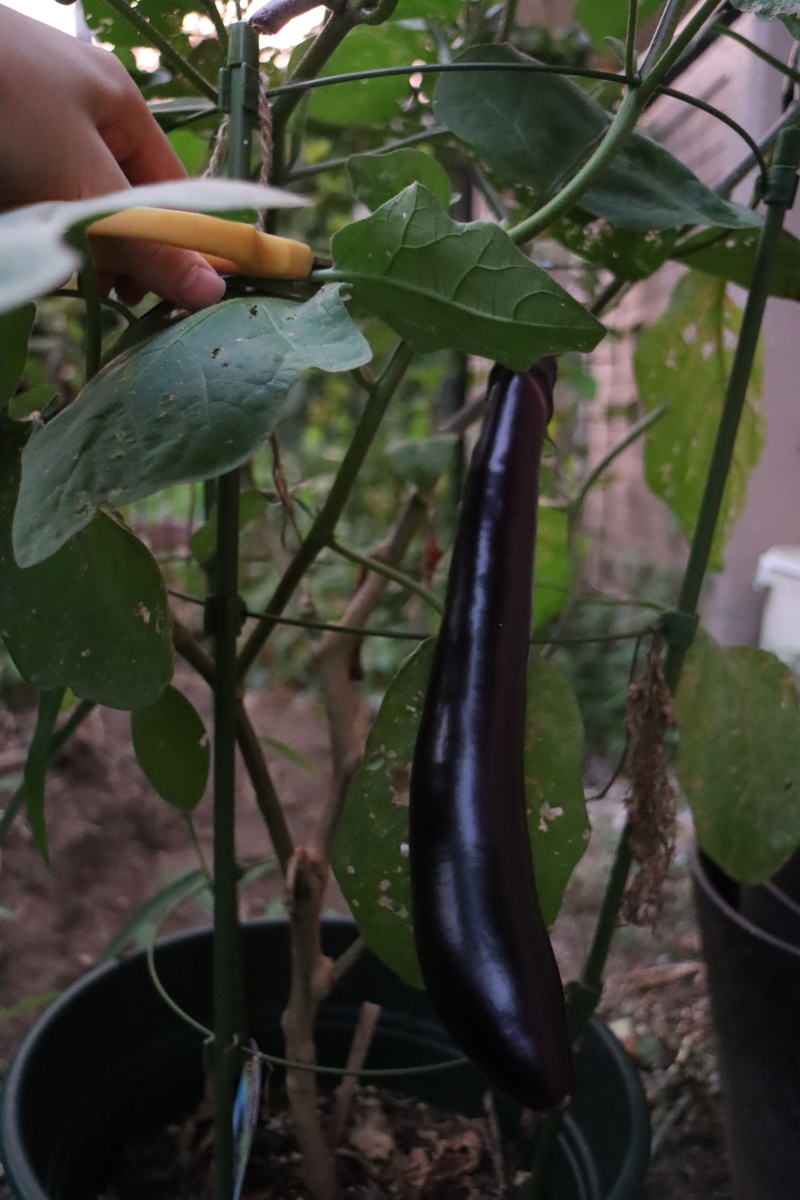 f:id:tomato_1:20201230163542j:plain
