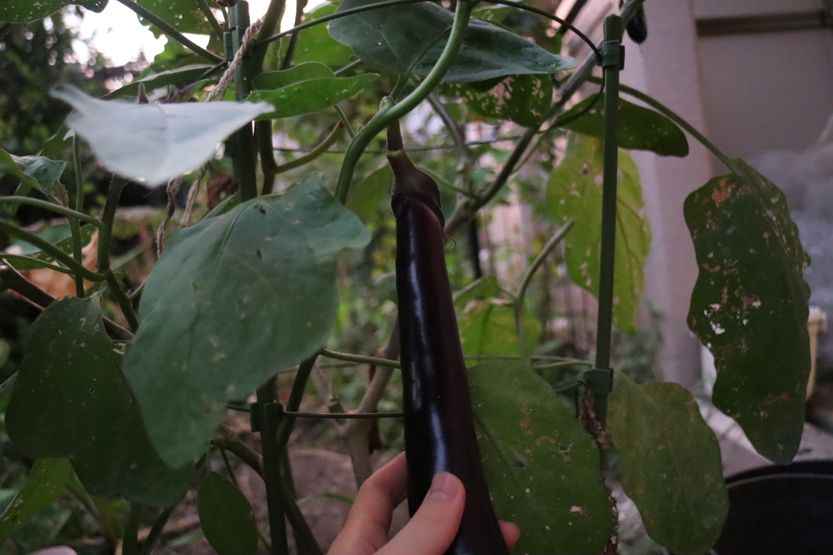 f:id:tomato_1:20201230163600j:plain