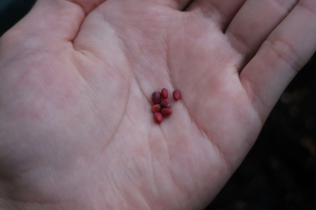 f:id:tomato_1:20201230164340j:plain