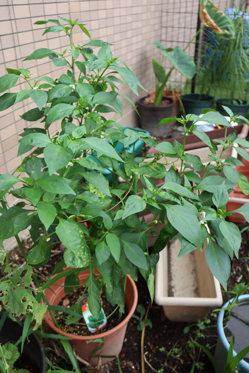 f:id:tomato_1:20201230165225j:plain