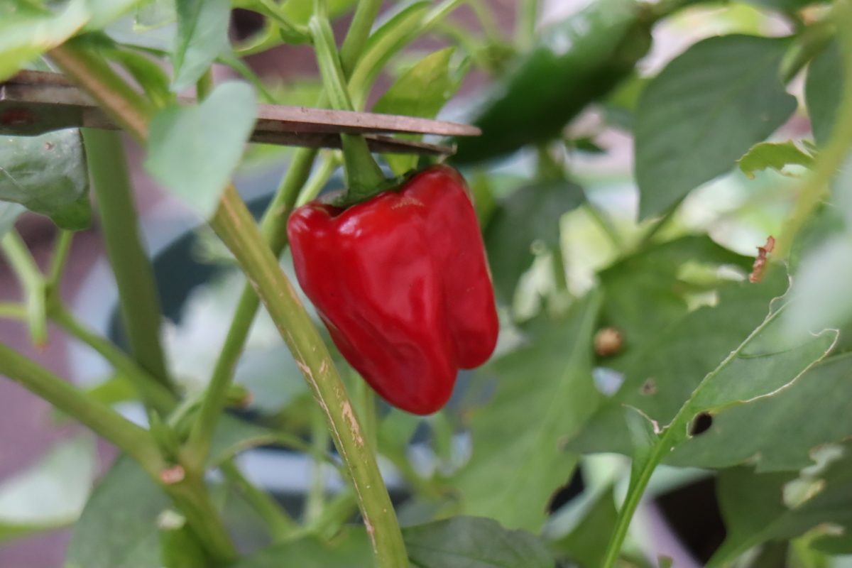 f:id:tomato_1:20201230165235j:plain