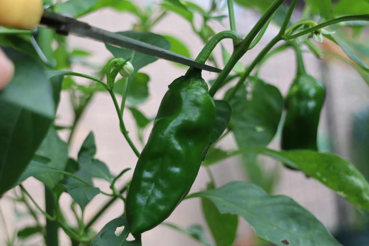 f:id:tomato_1:20201230165250j:plain