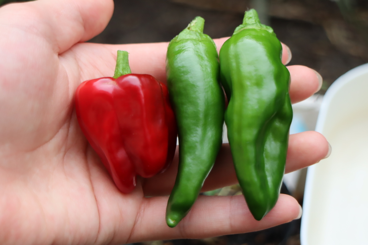 f:id:tomato_1:20201230165304j:plain
