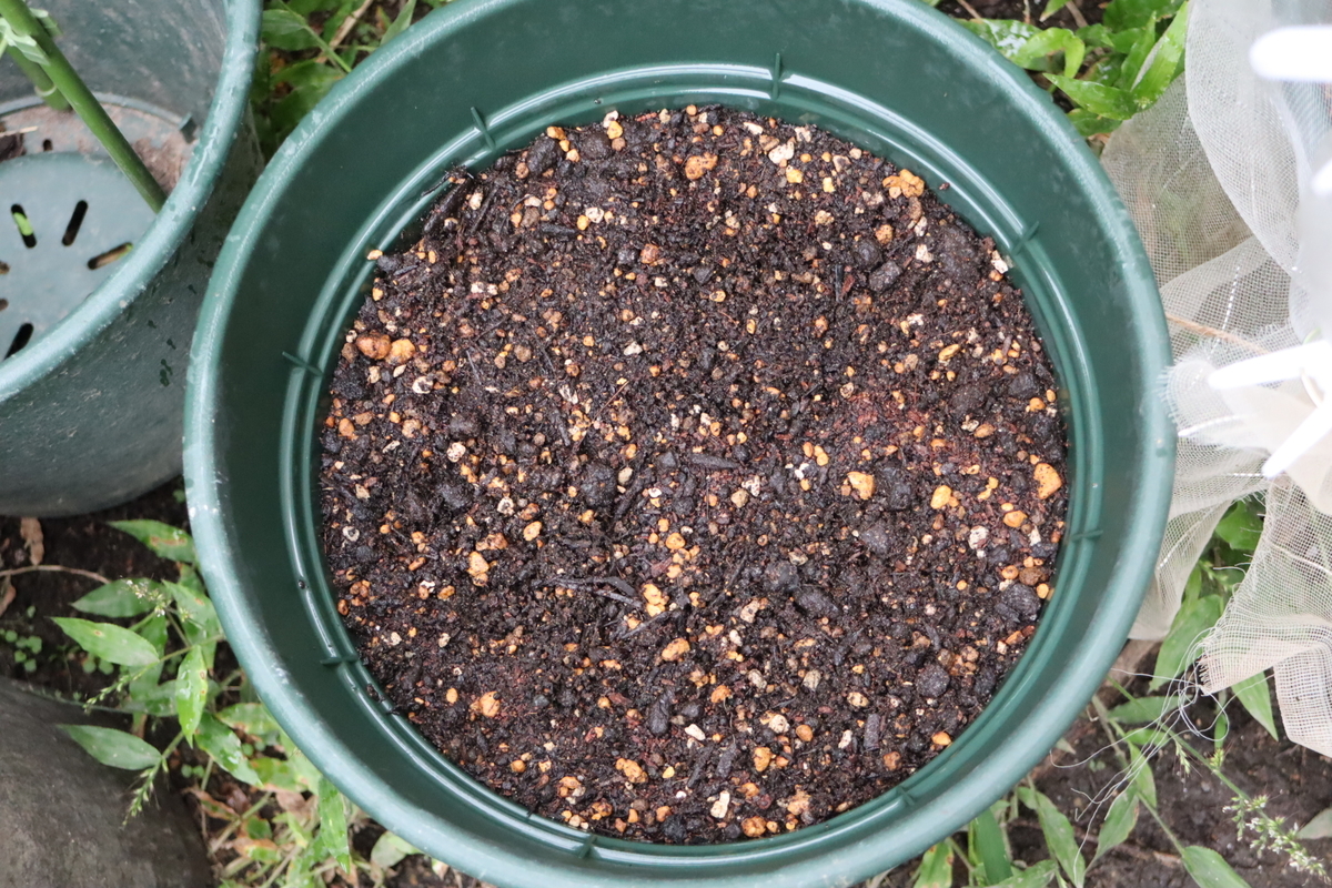 f:id:tomato_1:20201230170723j:plain