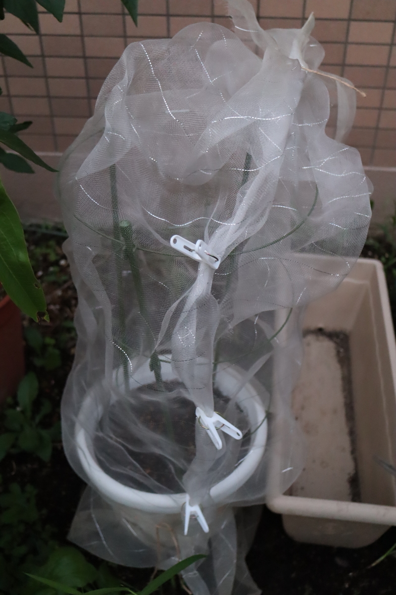 f:id:tomato_1:20201230171529j:plain