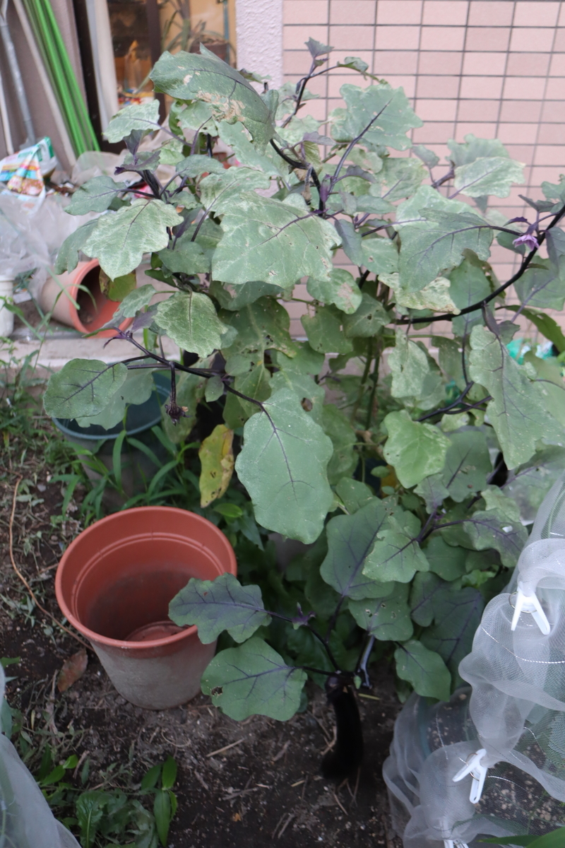 f:id:tomato_1:20201230171914j:plain