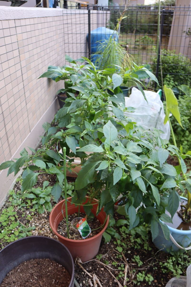 f:id:tomato_1:20201230174132j:plain