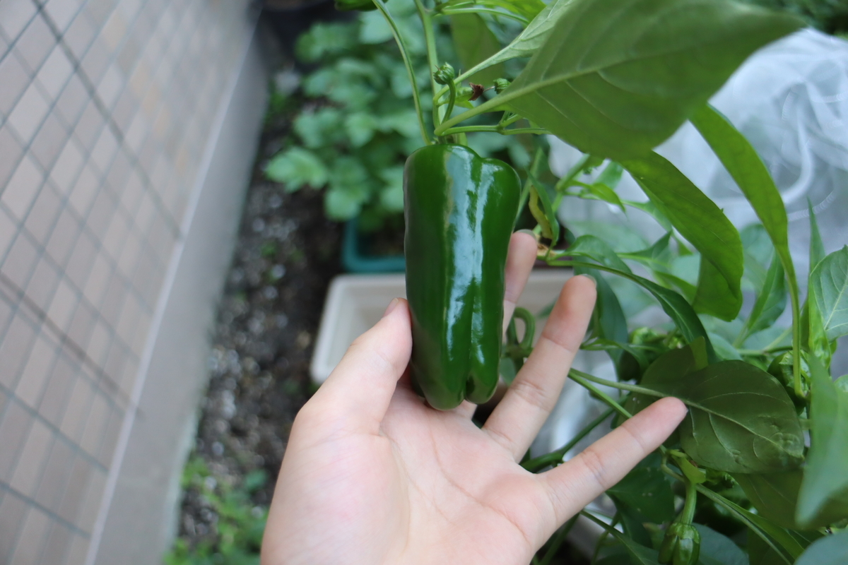 f:id:tomato_1:20201230174145j:plain