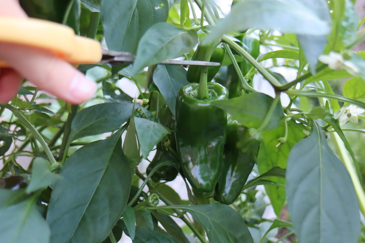 f:id:tomato_1:20201230174202j:plain