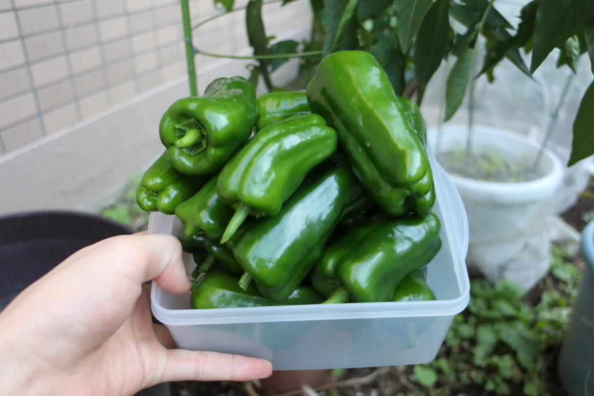 f:id:tomato_1:20201230174232j:plain