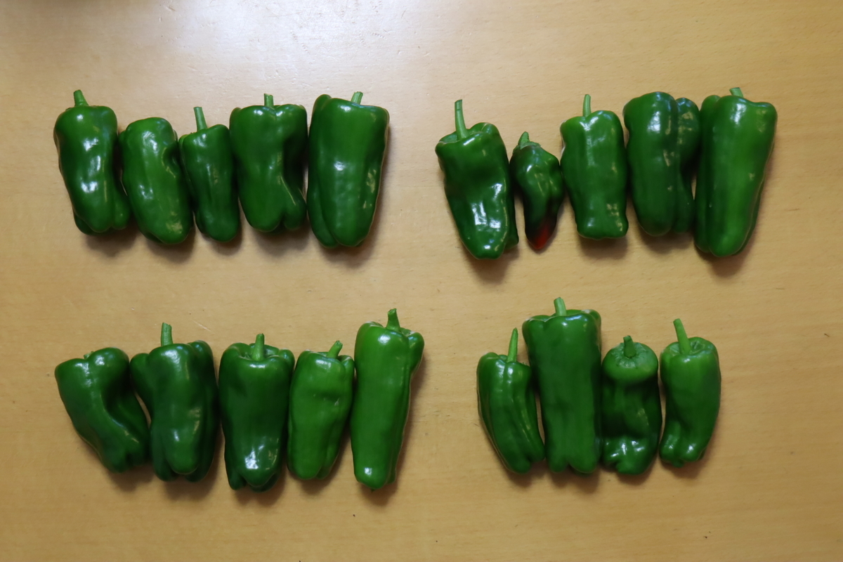 f:id:tomato_1:20201230174246j:plain