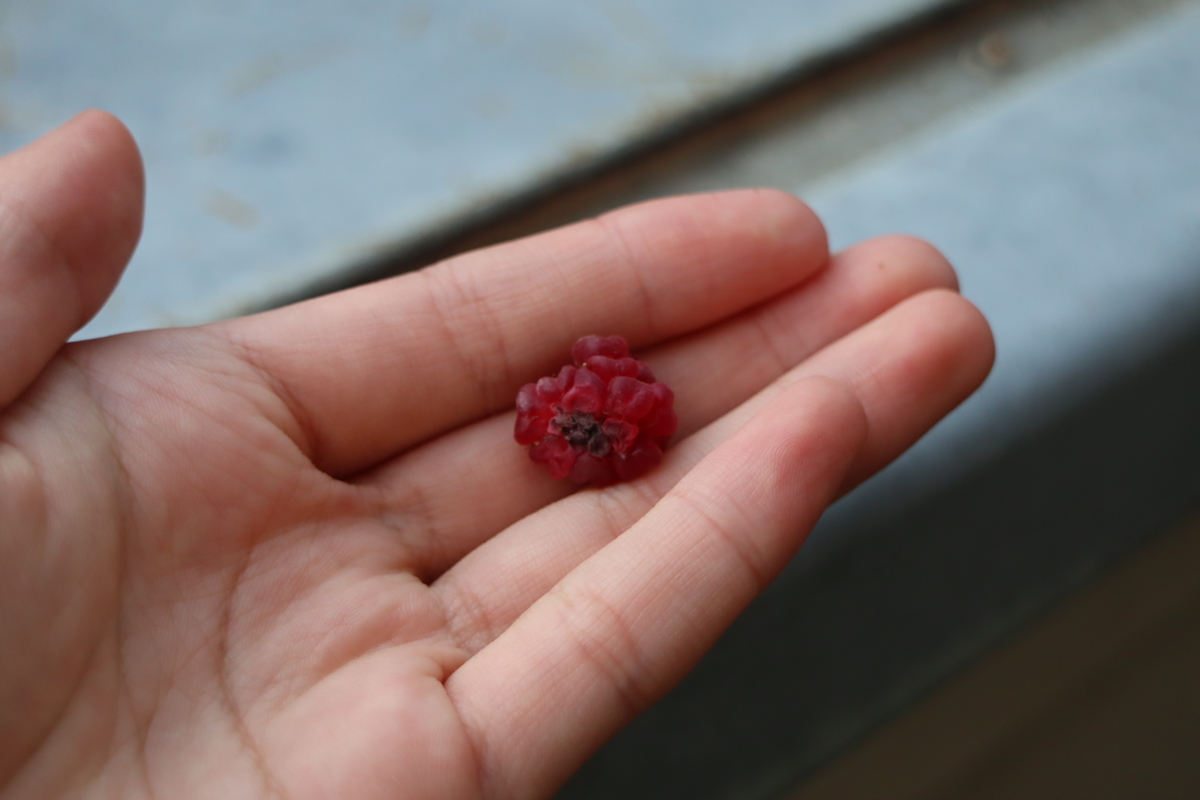 f:id:tomato_1:20201230180152j:plain
