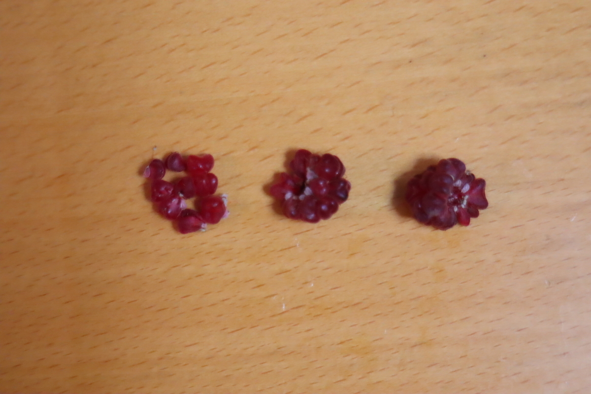 f:id:tomato_1:20201230180205j:plain